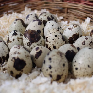 Яйцо инкубационное (перепелиное)